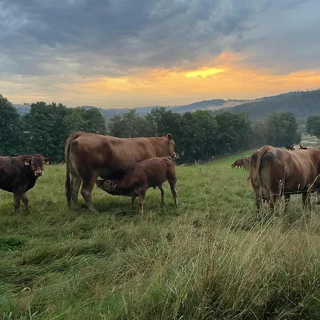 Waldhaus Im Erzgebirge Appartement *