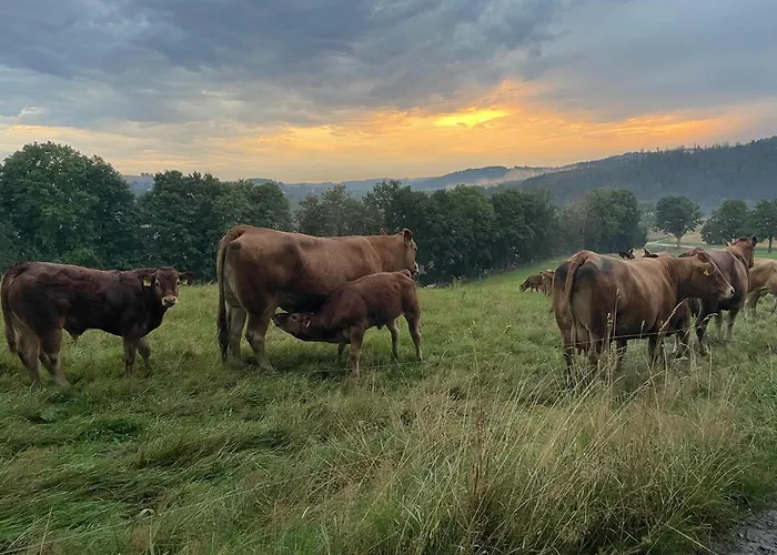 Waldhaus Im Erzgebirge Апартаменты *